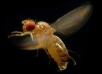 In the press: The language of Drosophila
