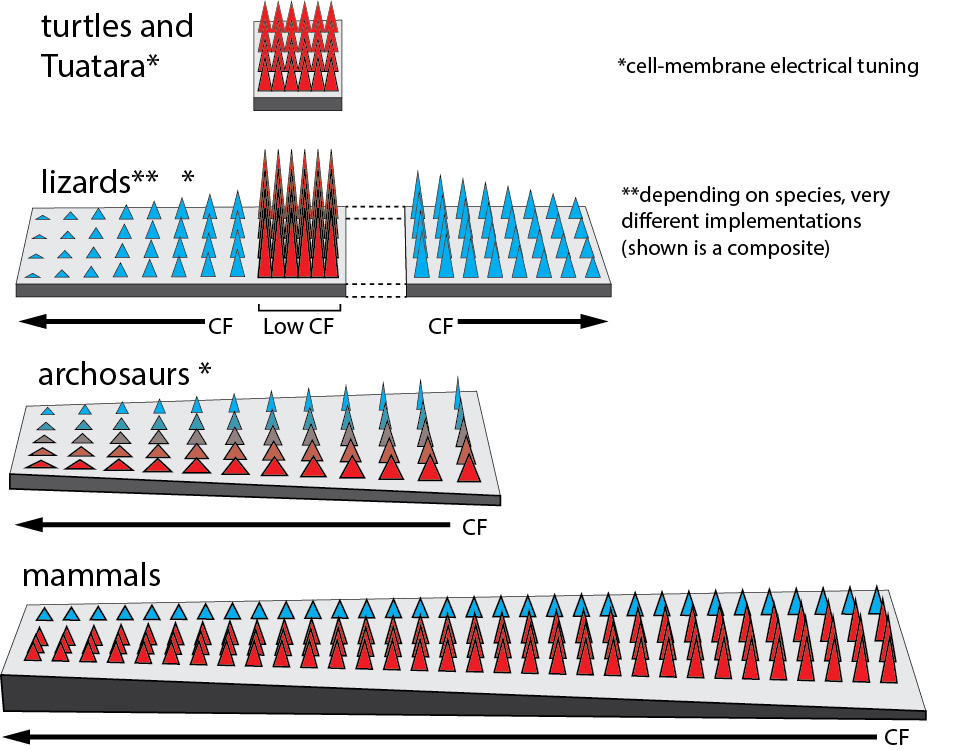 Another new article in Scientific Reports!