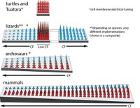 Another new article in Scientific Reports!