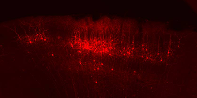 Beyond Scale-Free Small-World Networks