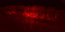 Beyond Scale-Free Small-World Networks