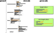 Outline of odour presentation in the model